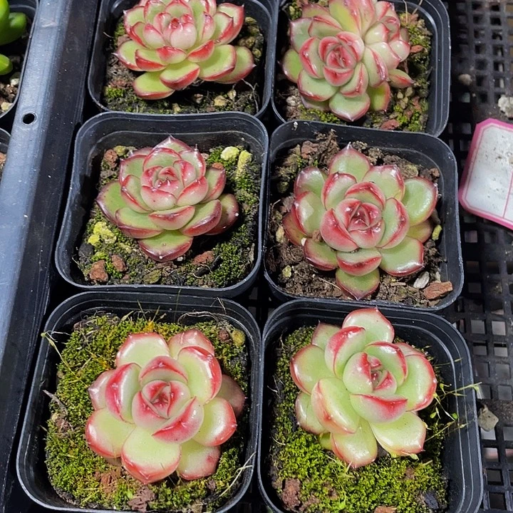 万宝龙带盆土发货