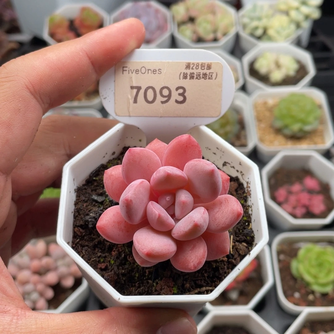 白鹭7093-4.5厘米