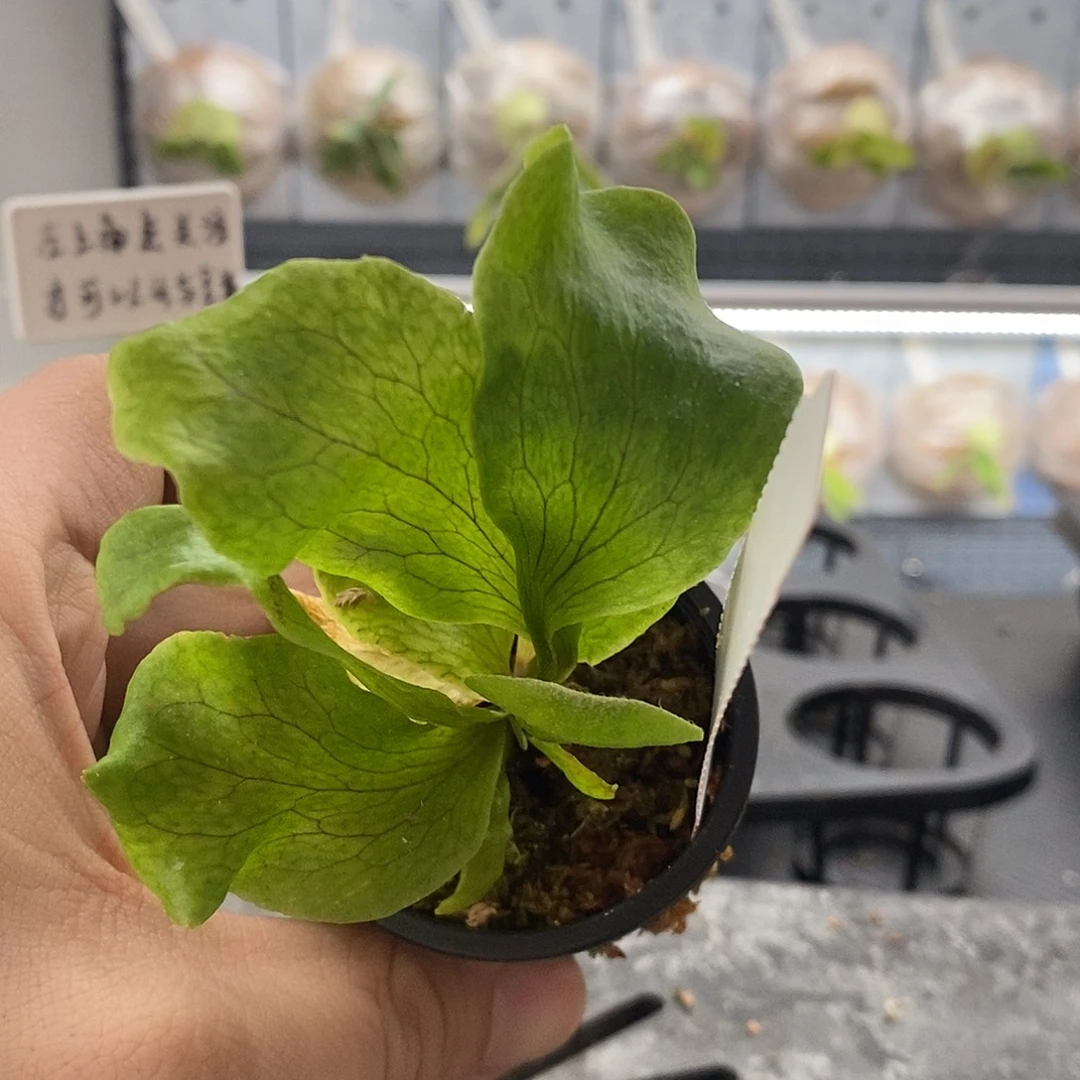无花朵深绿风神鹿角蕨