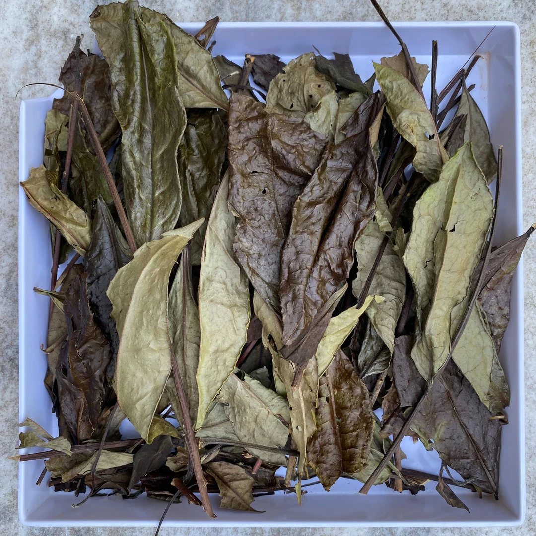 【21年荒野老枞】可可香 奶香甜 焖煮佳品