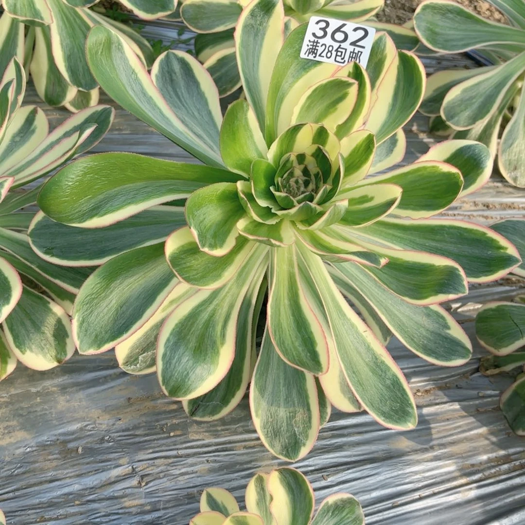 X. 362燕姿多肉11111