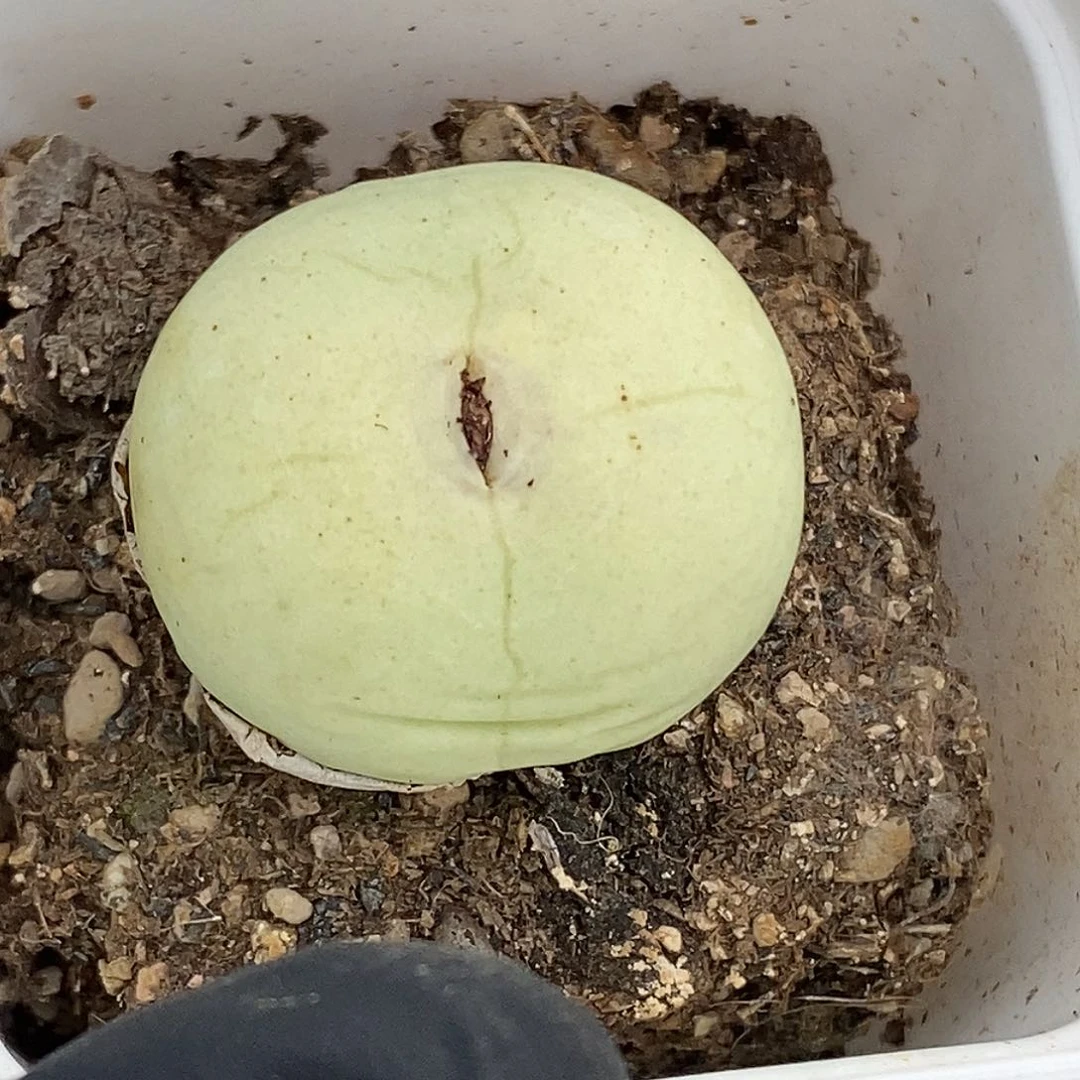 桃喜花园0602-65鸽子蛋