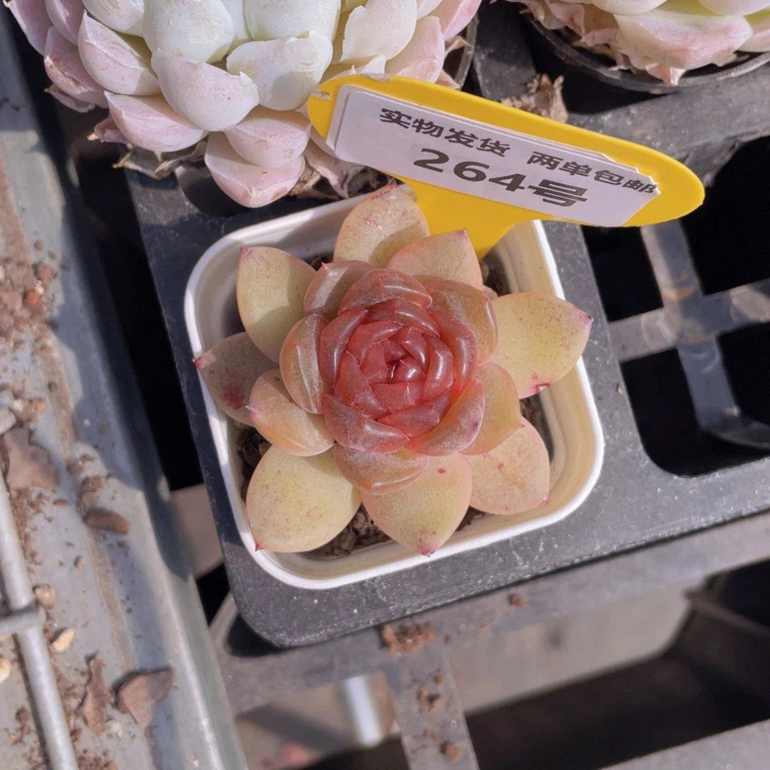 264号 红色恋人单头一个