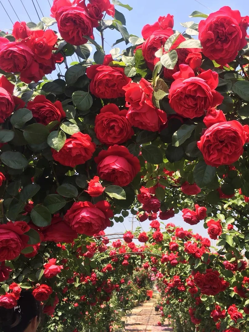 （米尔扎提月季）藤本 佛罗伦蒂娜月季花苗爬藤大花开花红色