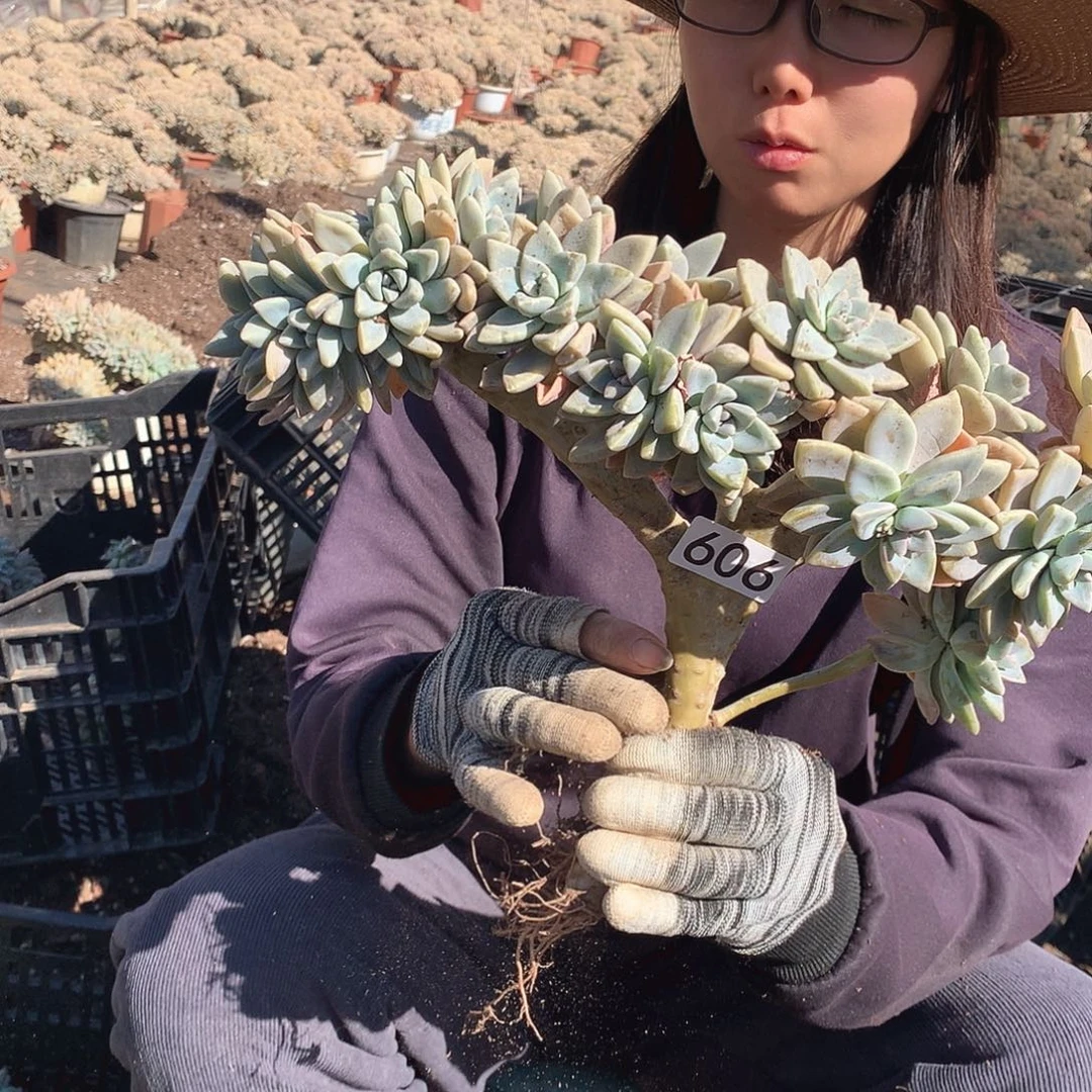 606 淡雪缀 一物一拍