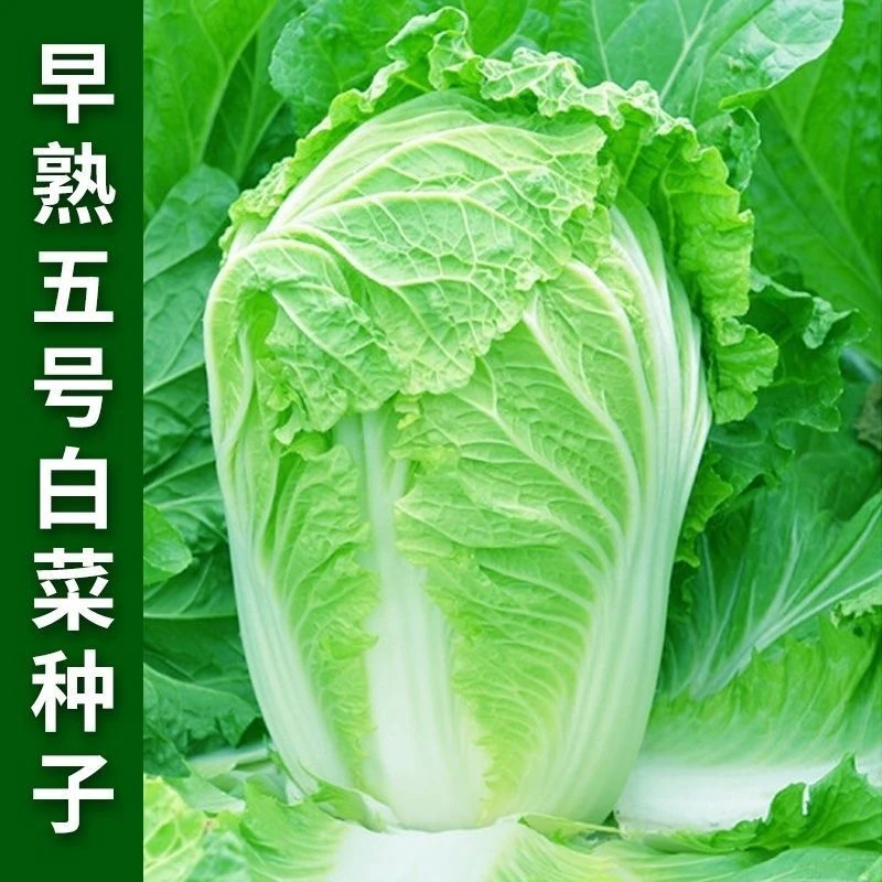 【全店满5包包邮】早熟五号大白菜种子50天夏秋季播耐热蔬菜种子