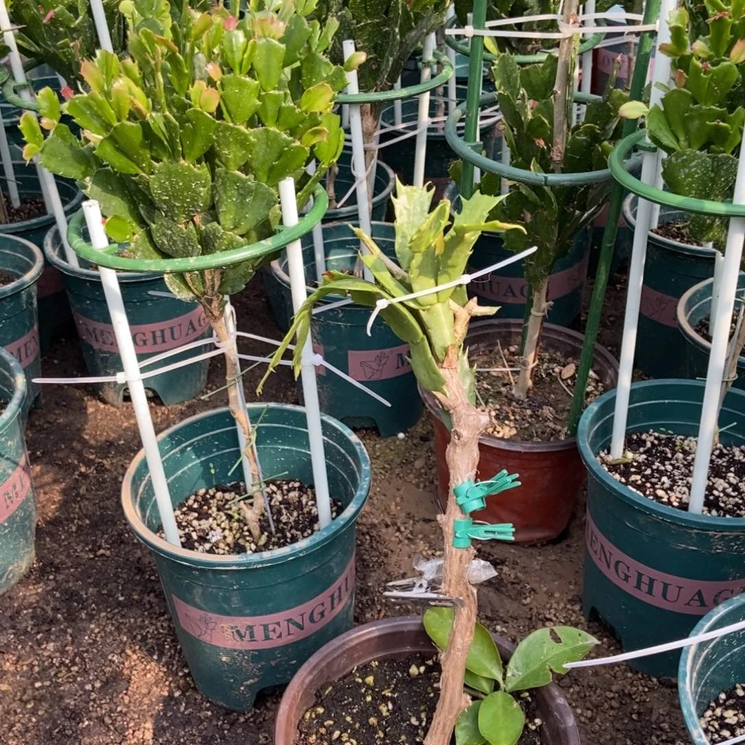 无花朵我花友蝴蝶夫人配支架