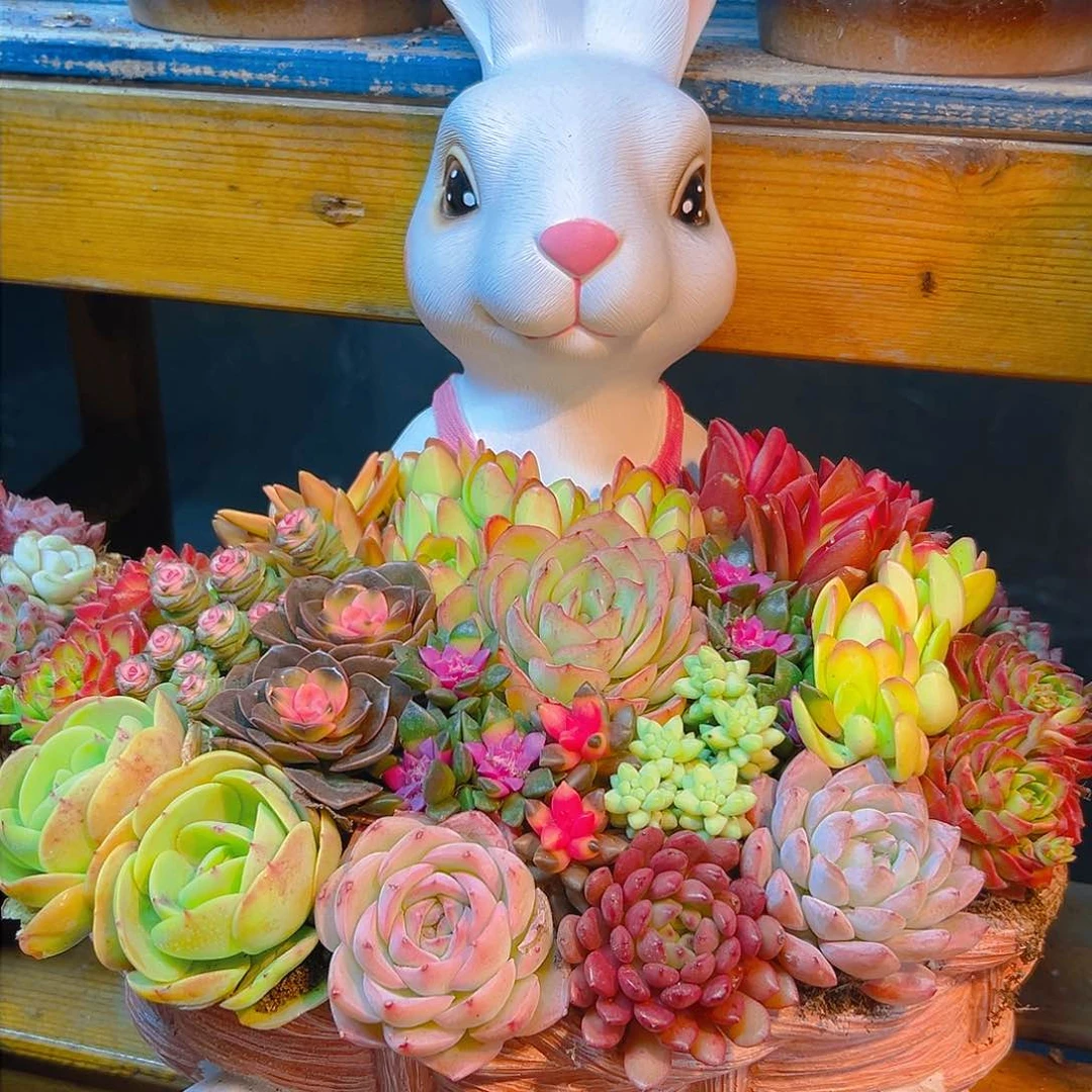 大兔子妈妈粉色 盆花