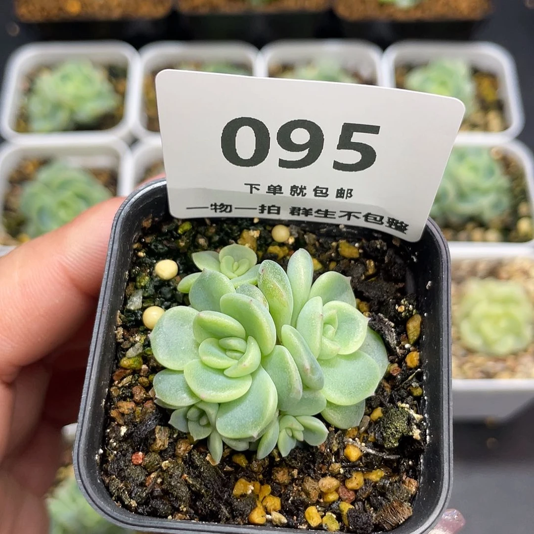 甜心五头一物一拍095