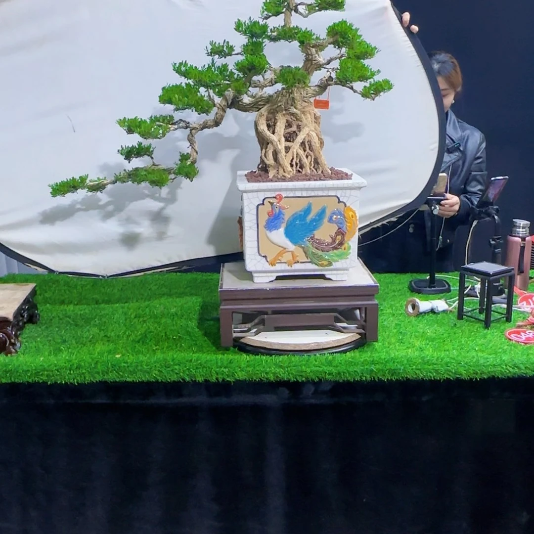 当前无花朵，栽培后可花朵阳**生