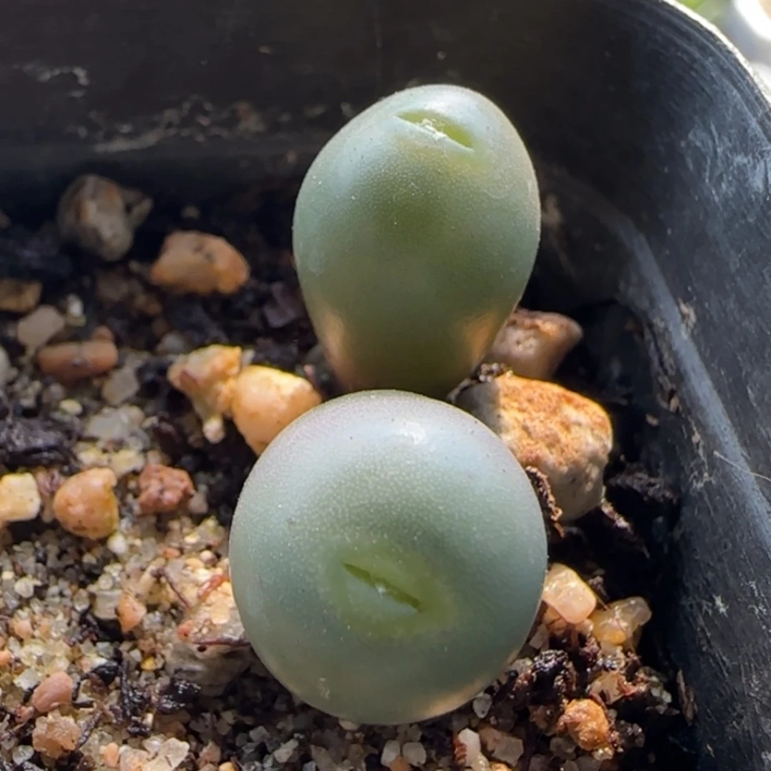 【闪购商品】20368