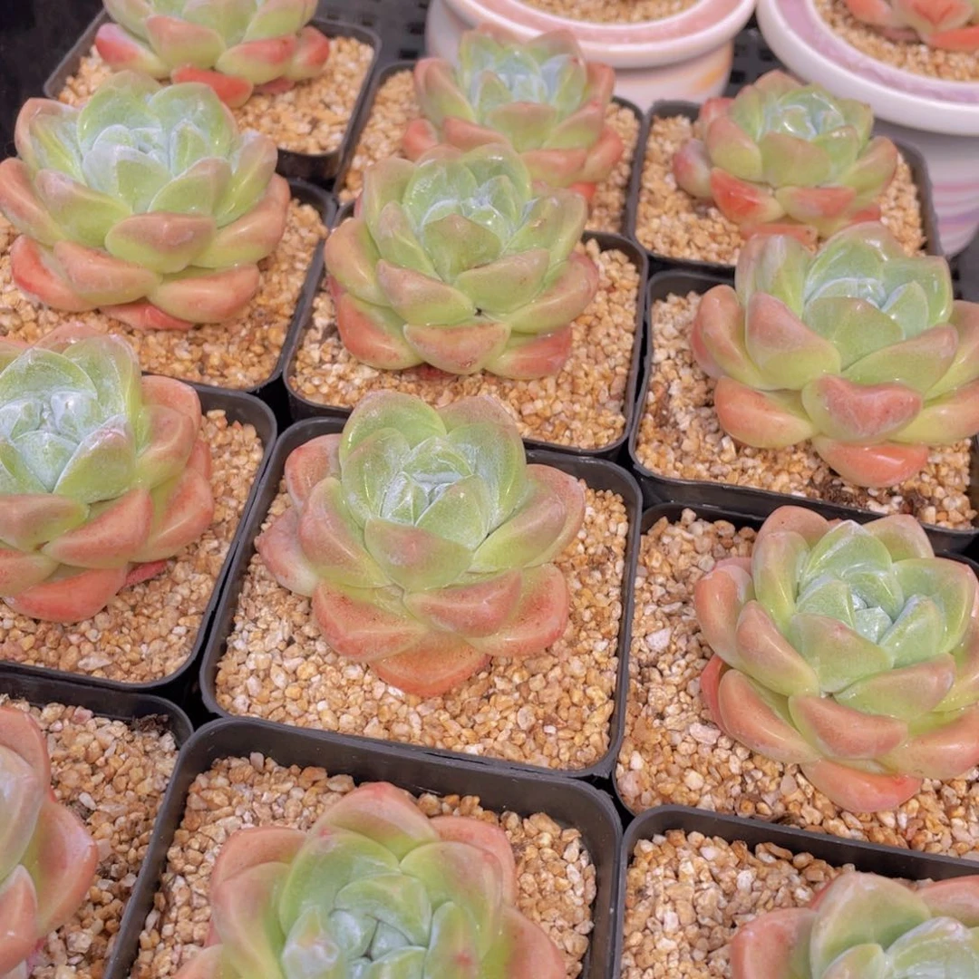 量拍2号 肥胖樱花钻石冰玉单头一个