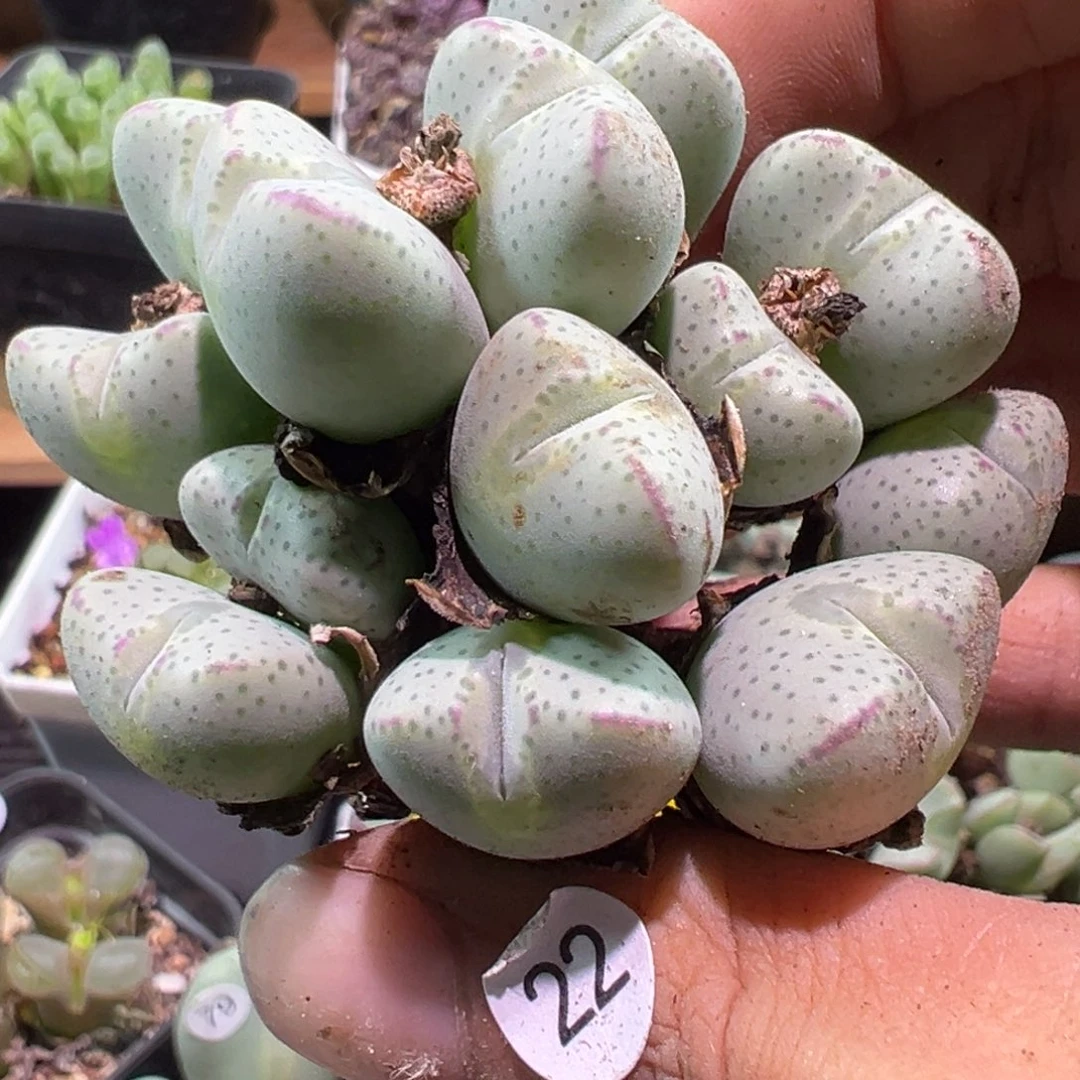 多肉植物1111111111111