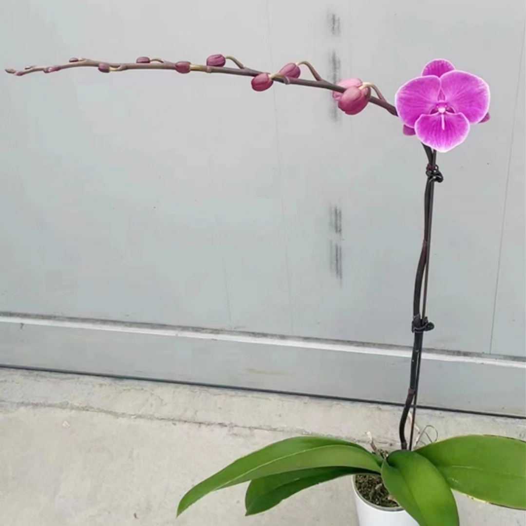 花花喜大王蝴蝶兰紫色曼哈顿3.5寸杯根好苗壮叶子油绿 【无花】