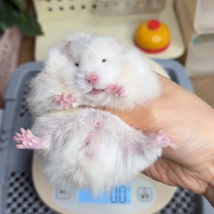 银灰金弟弟8.08生日