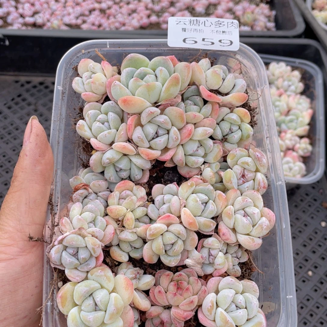 云糖心多肉植物659