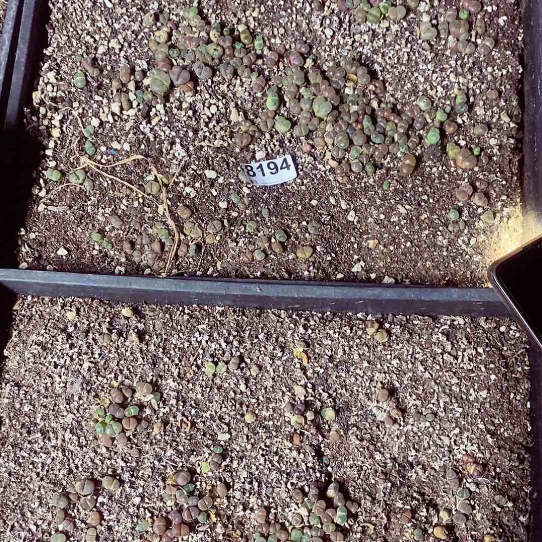 嘻*?8194饿彩风铃兰脱土发货