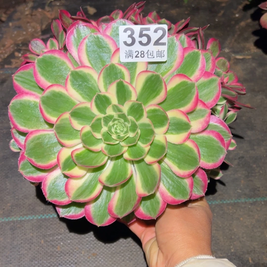 多肉植物352孔雀翎