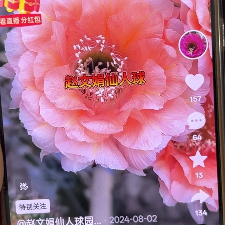 无花朵彩草无根侧芽歪国色