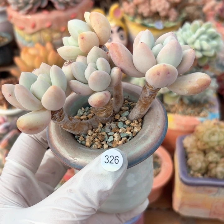 326多肉含盆土30元包邮除偏远地区