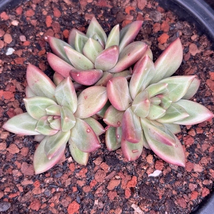 依***光迷雾泡泡，一物一拍，寄养
