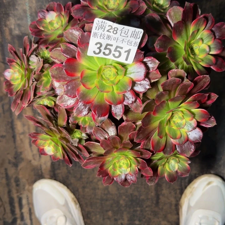 3551安娜多肉植物