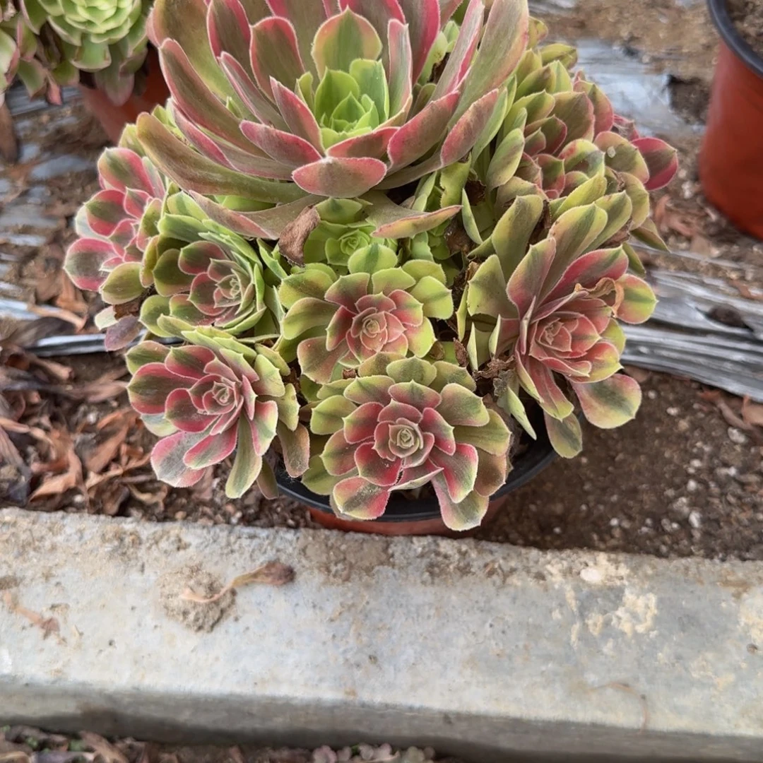 意***意855红袖。多肉植物