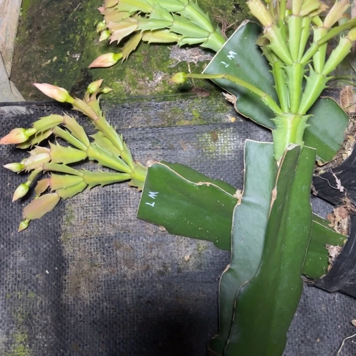 黎明嫁接多叶片小苗一颗18.8