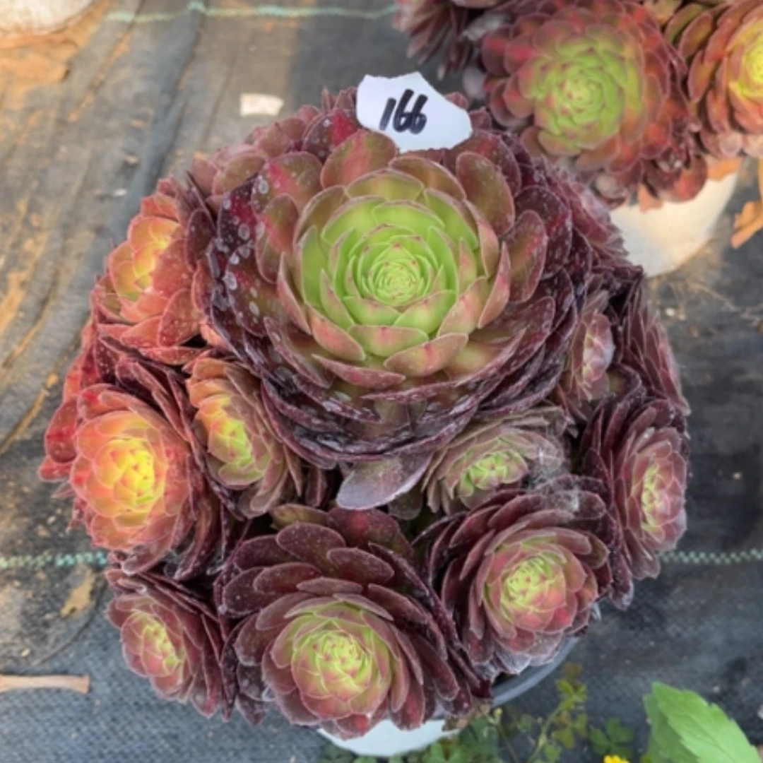 【闪购商品】166抹茶多肉法师