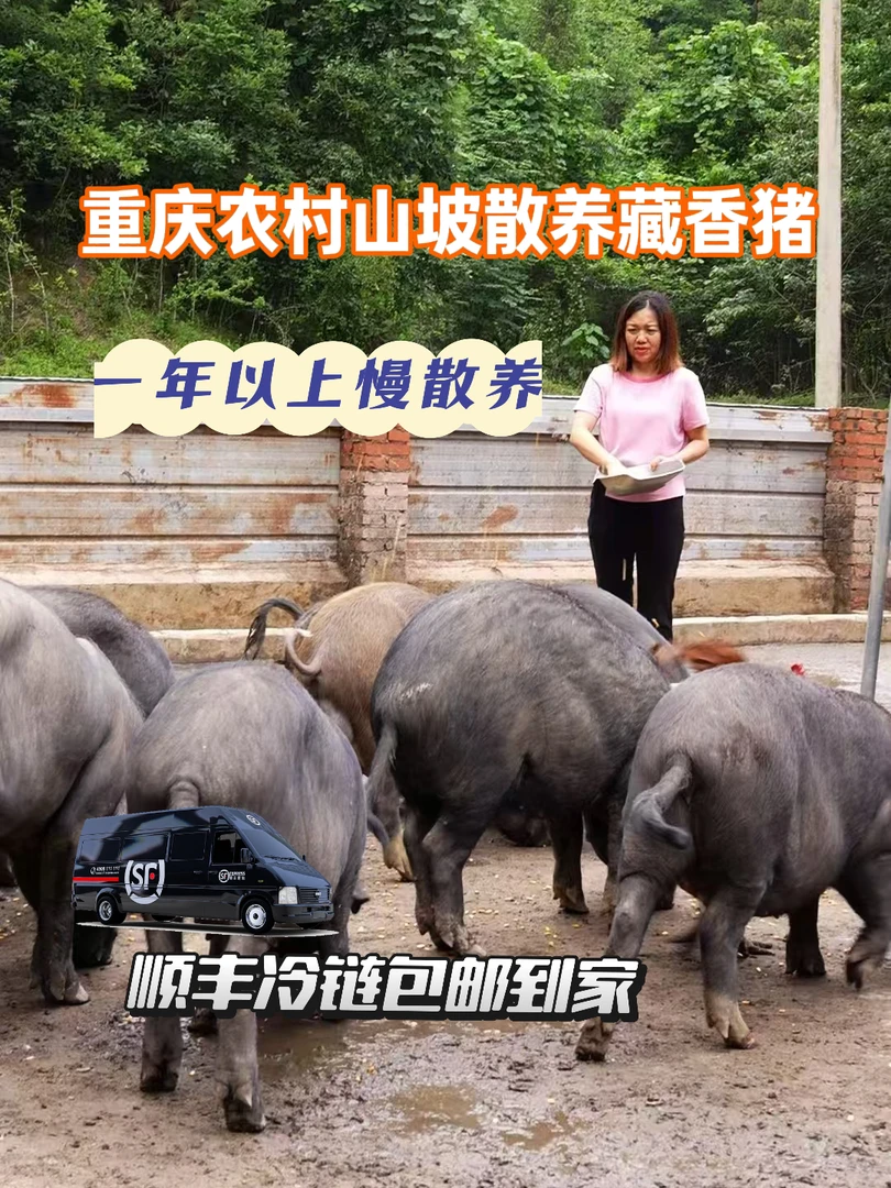 散养一年半跑山藏香猪肉现场选购现称现拍顺丰包邮