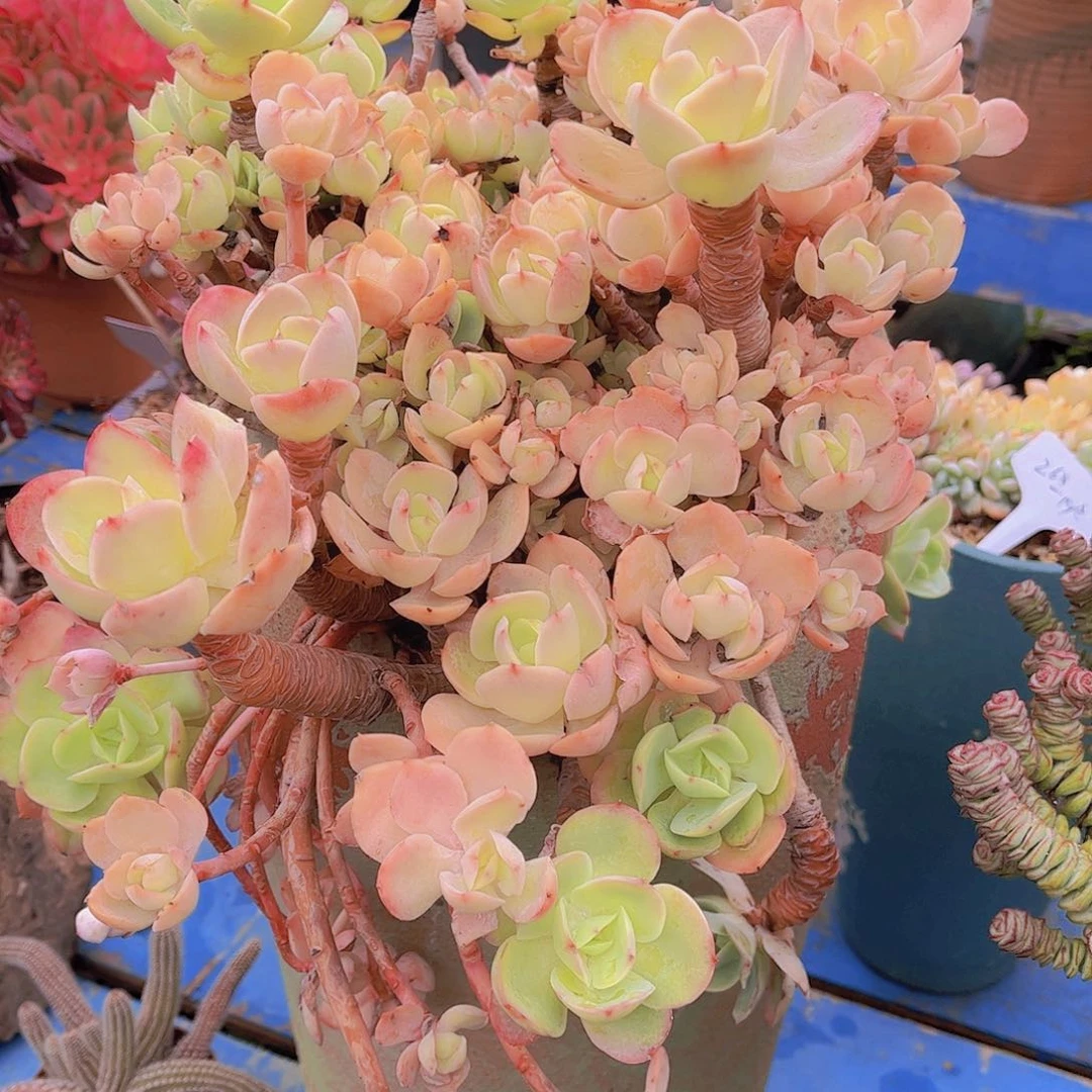 多肉老桩多肉老桩