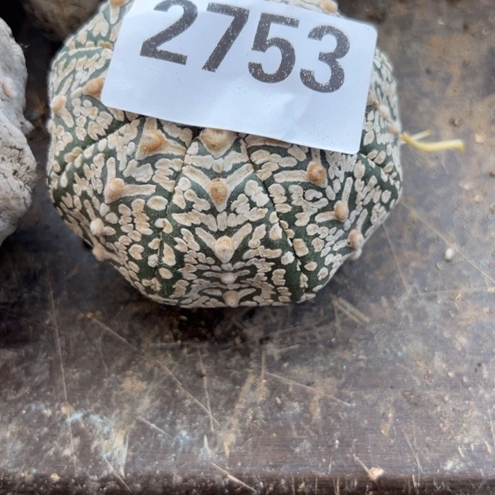 建****国V兜仙人球2753号