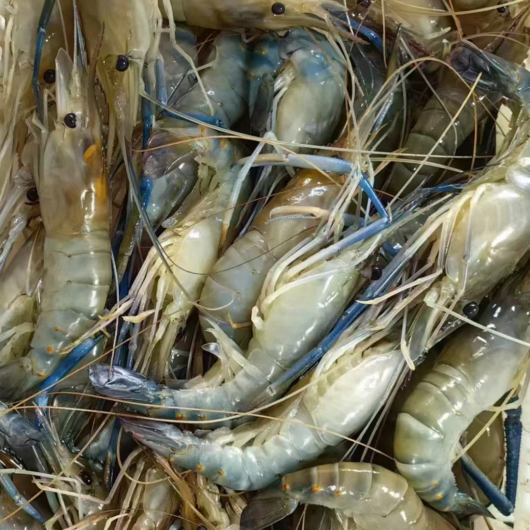 鲜罗氏虾一斤（18个左右）