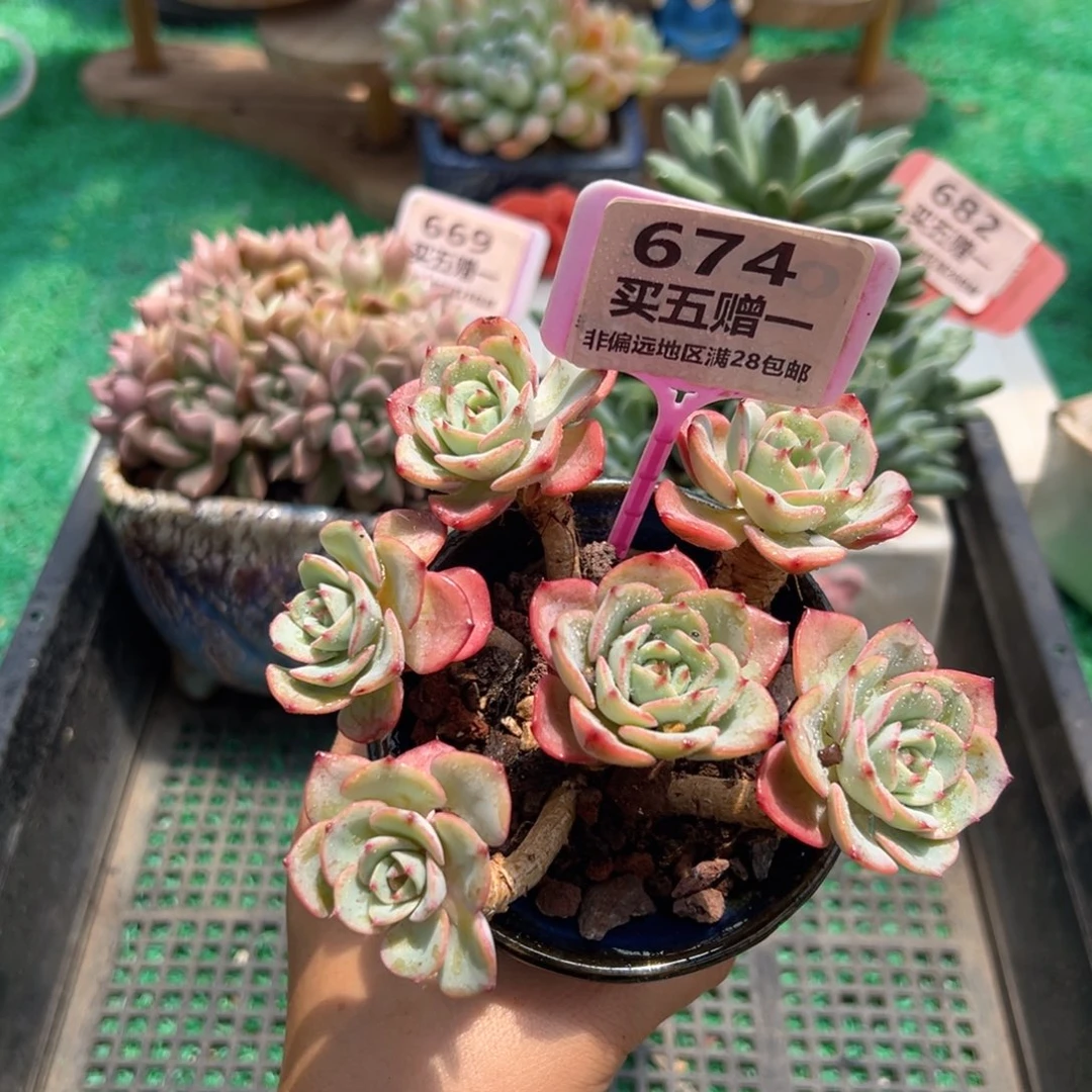表妹精品多肉植物674.