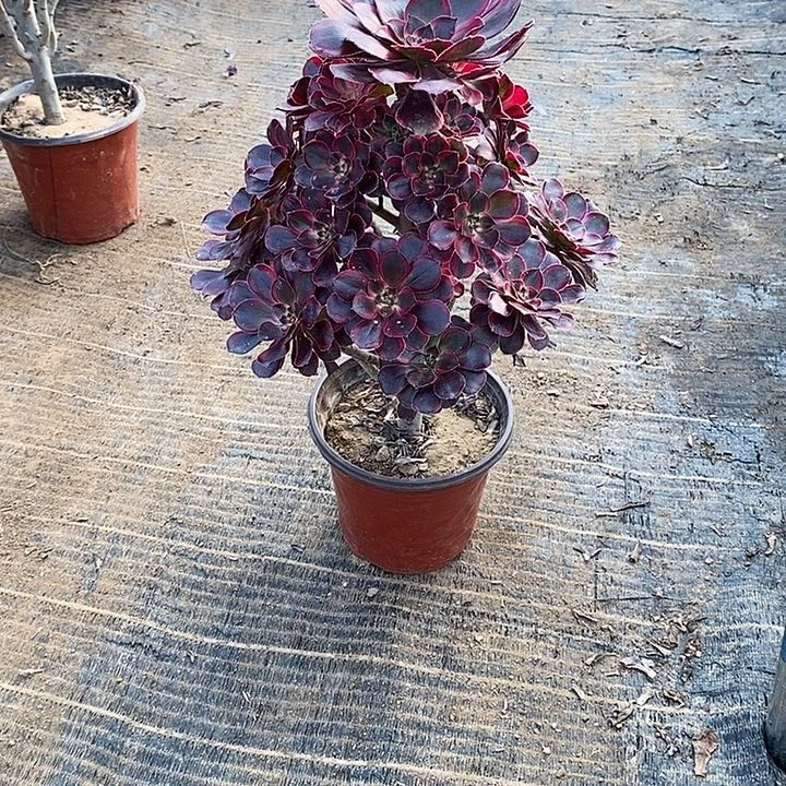 21，丽娜多肉法师多肉法师