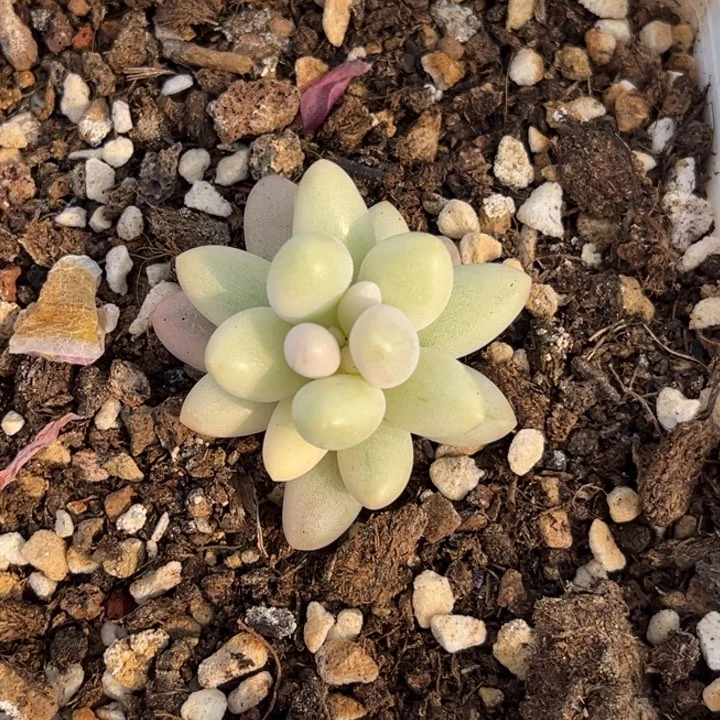 粉色恋人锦一颗价格