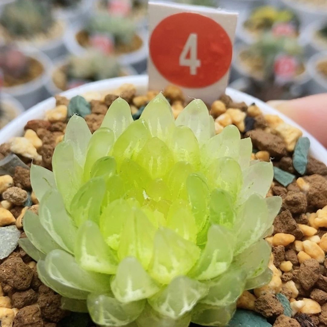 4冰晶1111111111111