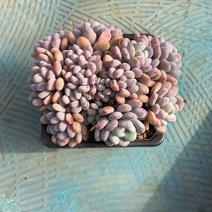 宝***儿香香雪自然群无砍宝宝专拍