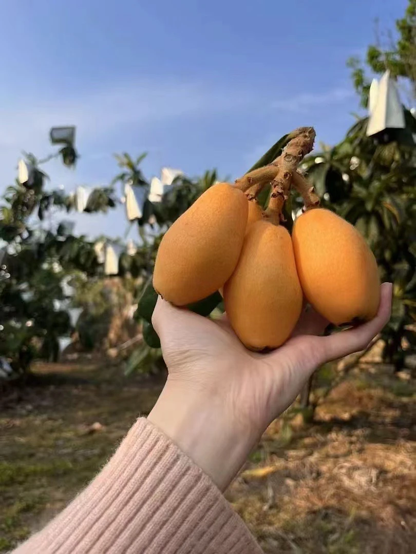 福清一都高山枇杷省内包邮138