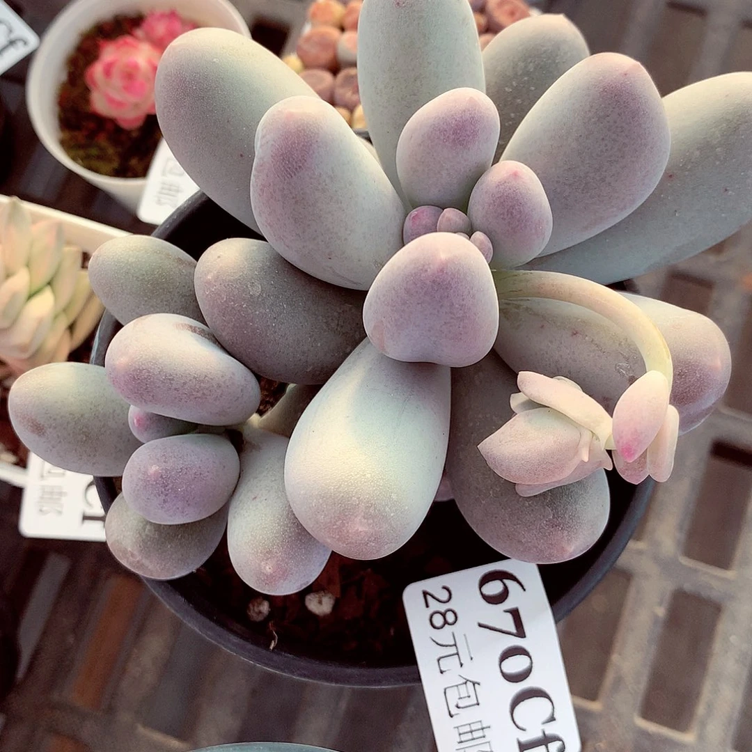 5厘米盆精控多肉670