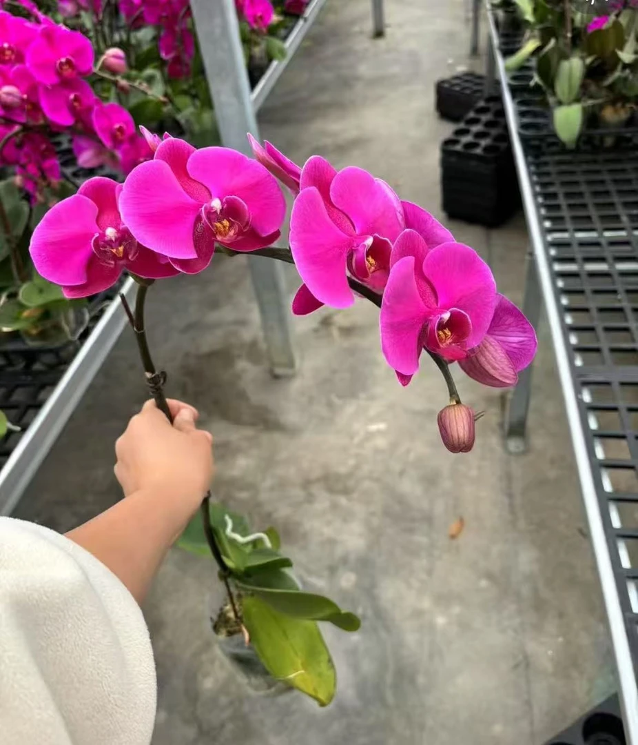 蝴蝶兰【大辣椒】超大花型 不带盆 广州基地直发