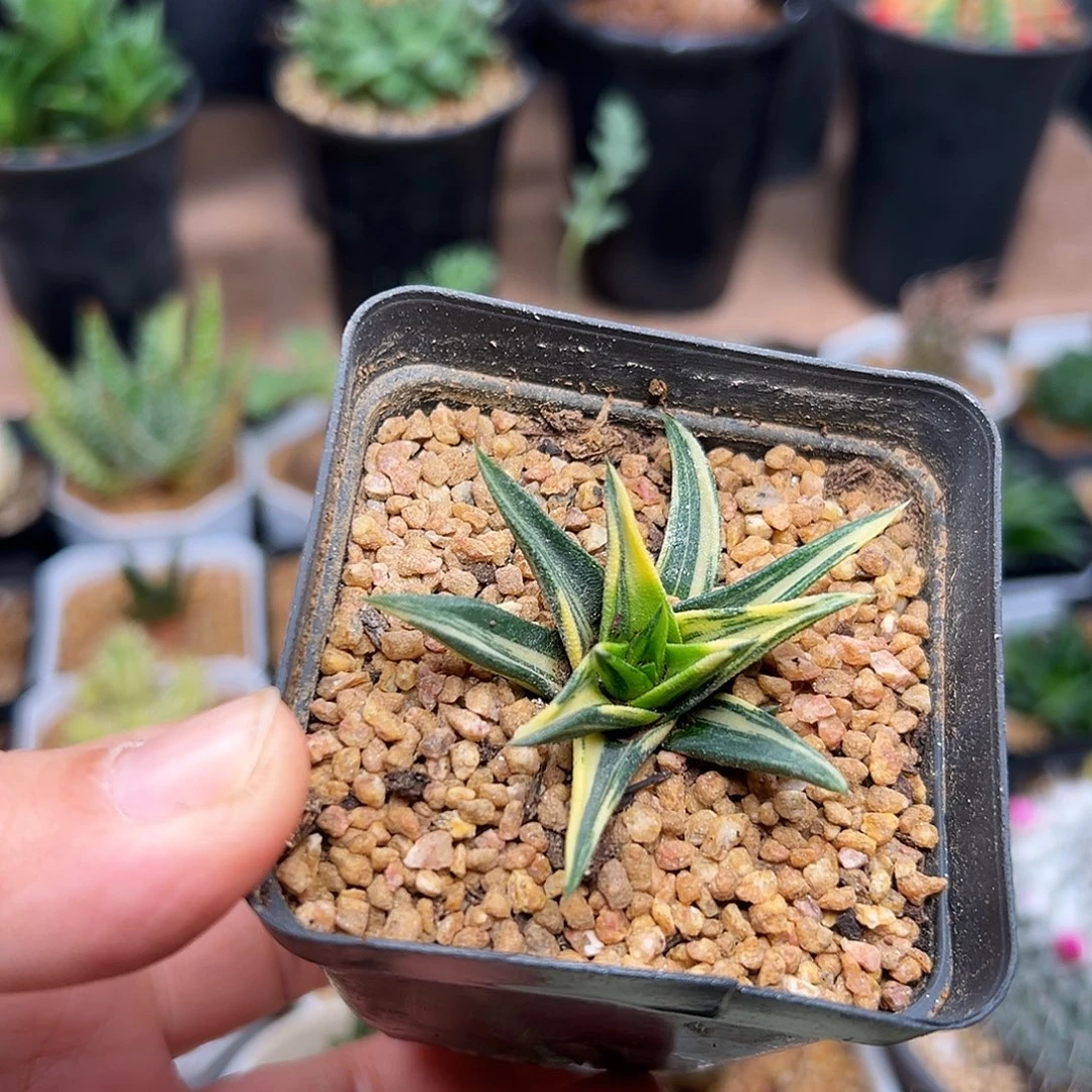 象牙塔黄锦拉丝锦