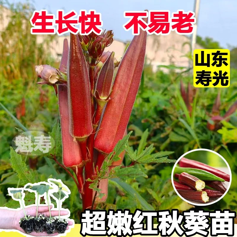 红秋葵苗子种苗红秋葵苗高产水果四季盆栽蔬菜孑菜种春季秧菜苗秧