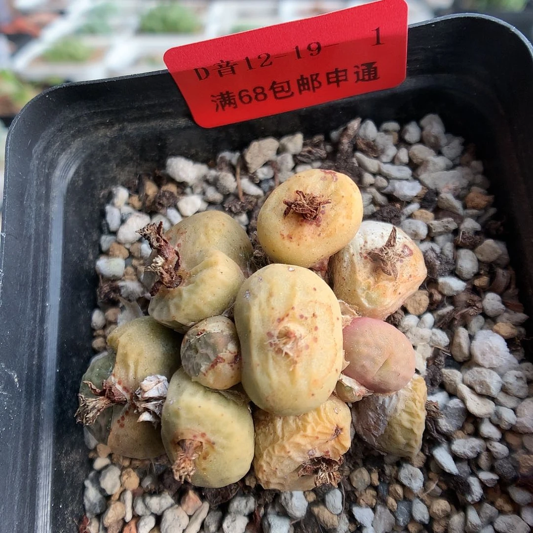 12-19-1  烧麦一群