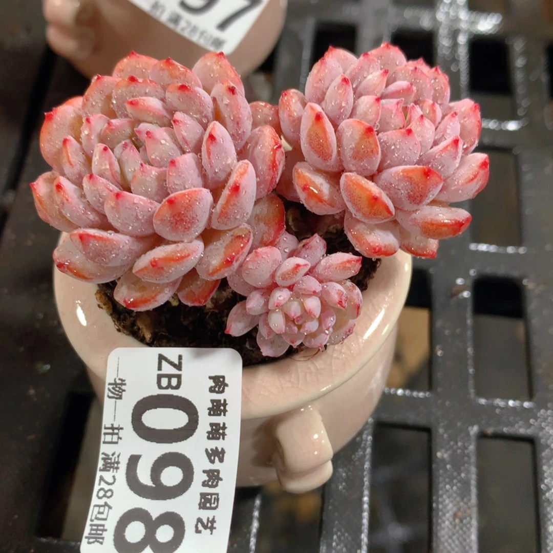 肉萌萌拇指盆精控多肉ZB098