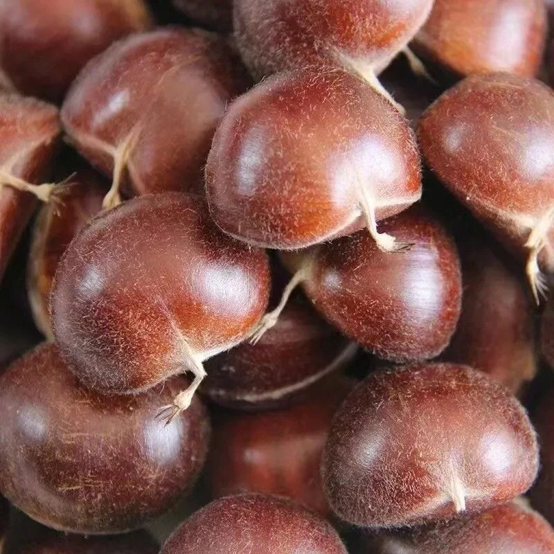 云南山货农家特产【云南小板栗】