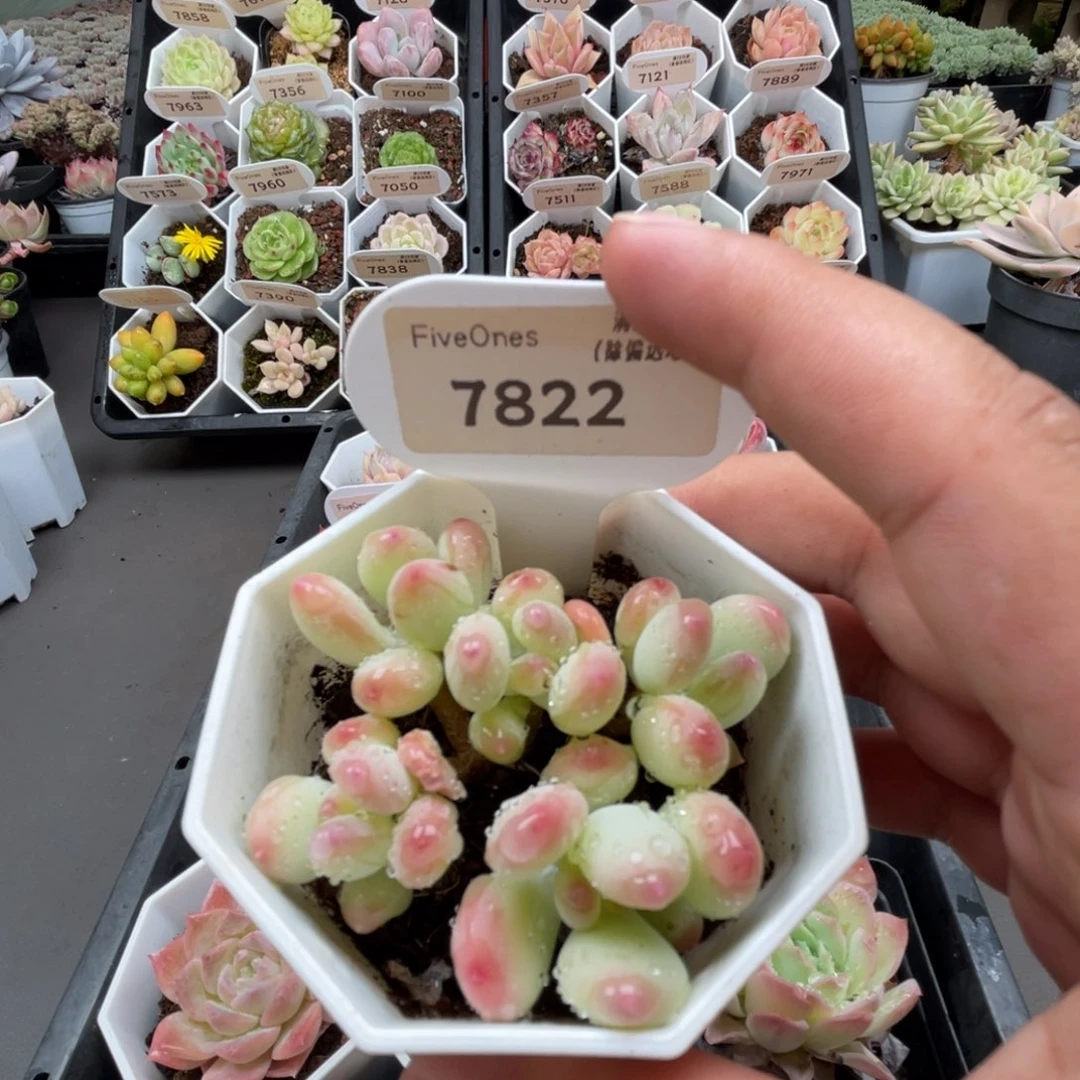 7822苹果奶5.0厘米