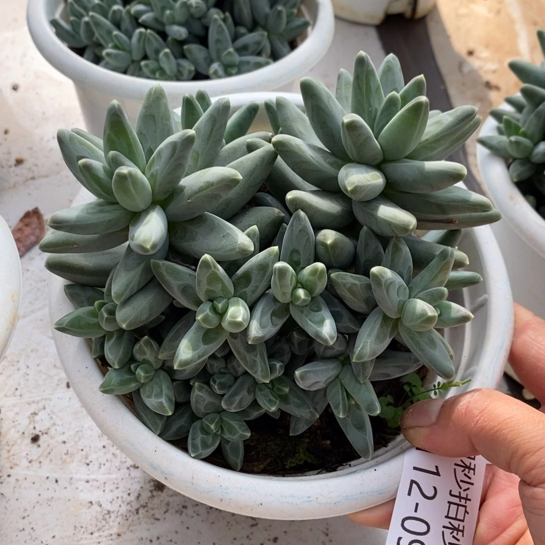 两单包邮1112-99凤羽