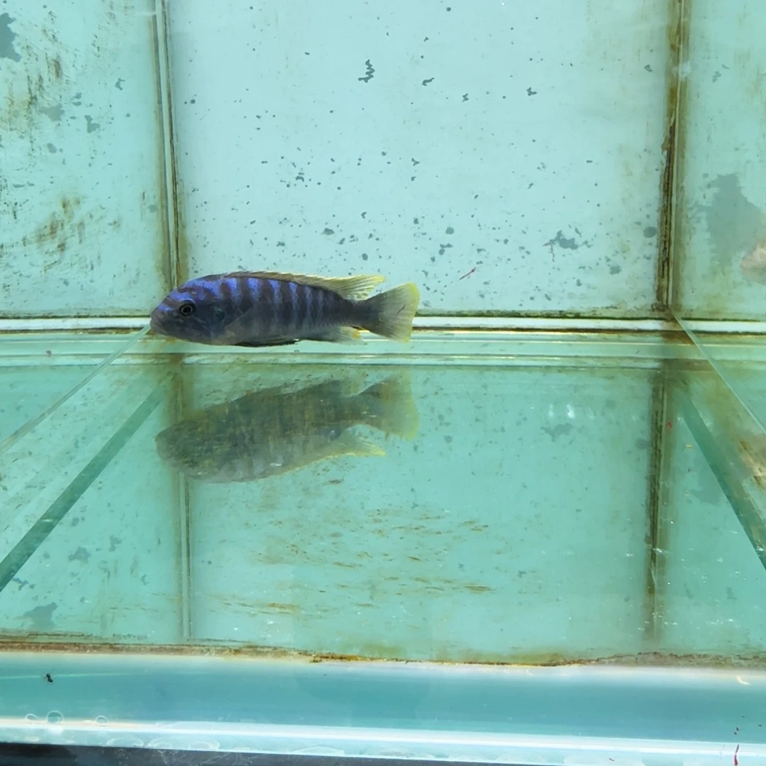 慈鲷616蓝大斑马。