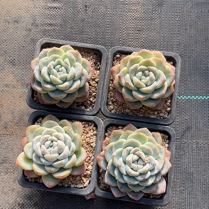 单头冰玉，尺寸10左右